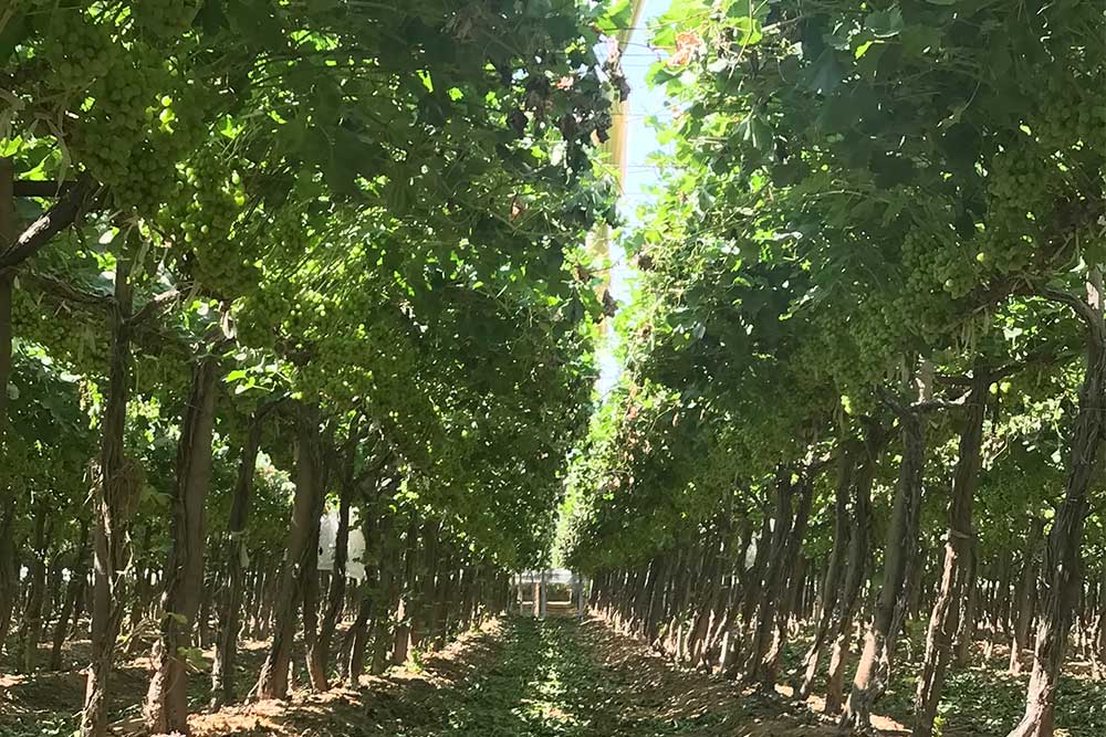 GRAPES FARM